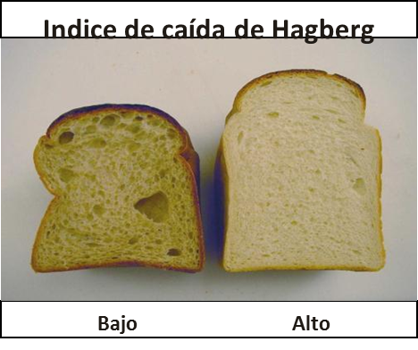 Indice de caída de Hagberg