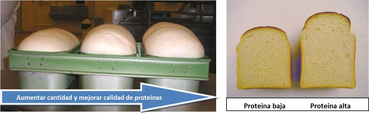 Calidad de proteínas